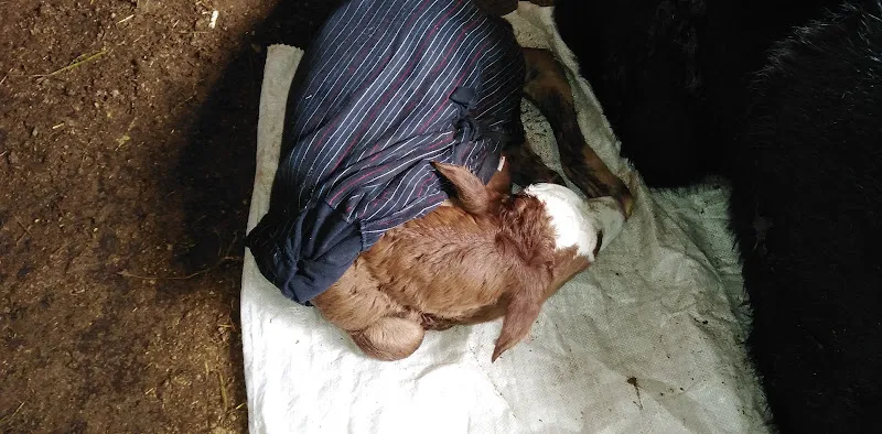 Yeşilgül Veteriner Kliniği foto 1