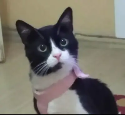 Candostum pet butik pansiyon fotoğrafı