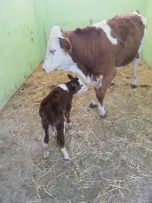 MHM Bismil Otogar Veteriner Kliniği