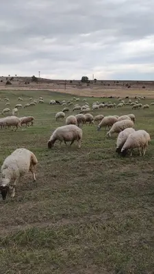 Tekinler hayvancılık