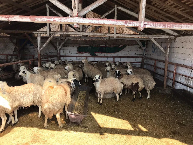 HACIBEKTAŞ KURBANCILIK ALİ YAĞIZOĞULLARI foto 2