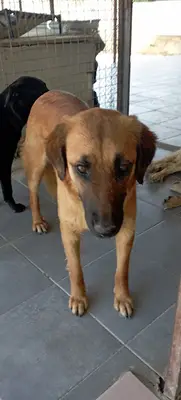 Gazipaşa Köpek Barınağı fotoğrafı