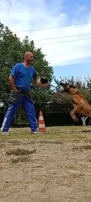 Yıldız Köpekler Kulübü Köpek Eğitimi ve Pansiyonu
