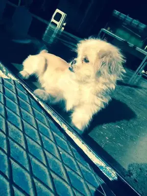 Denizz Petshop