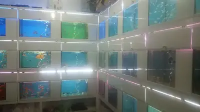 Denizdibi Akvaryum