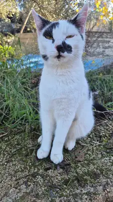 Bodrum Kedi Oteli