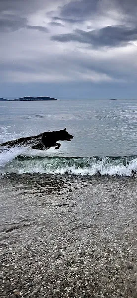 Moon Köpek Eğitimi Merkezi foto 1