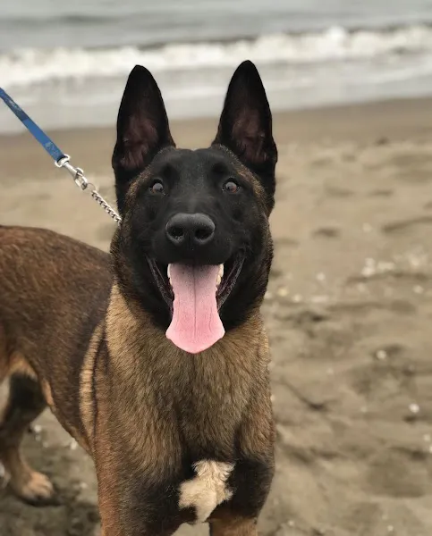 İstanbul köpek eğitim merkezi ve oteli foto 2