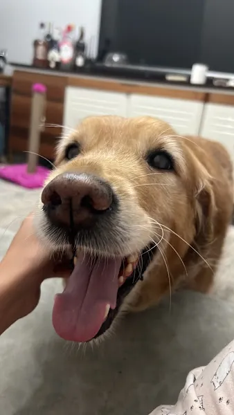 Köpek Eğitimi Bağcılar foto 2
