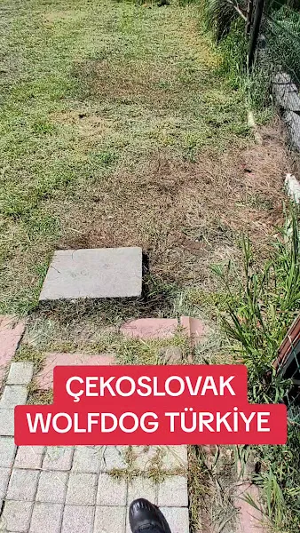 Gürcan Doğaner Köpek Eğitimi foto 2