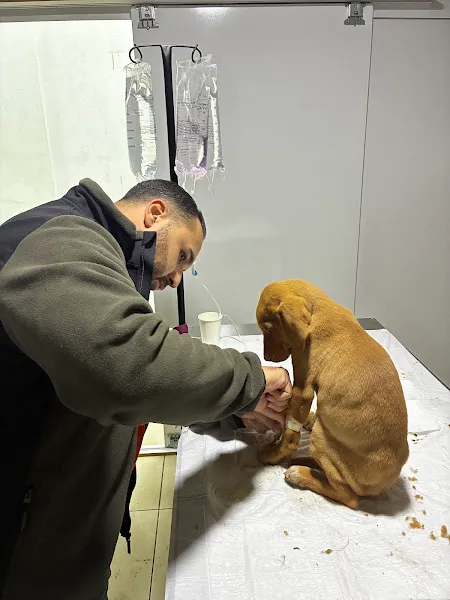 Berkay Veteriner Kliniği foto 1