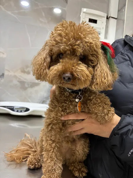Woof Veteriner Kliniği foto 2