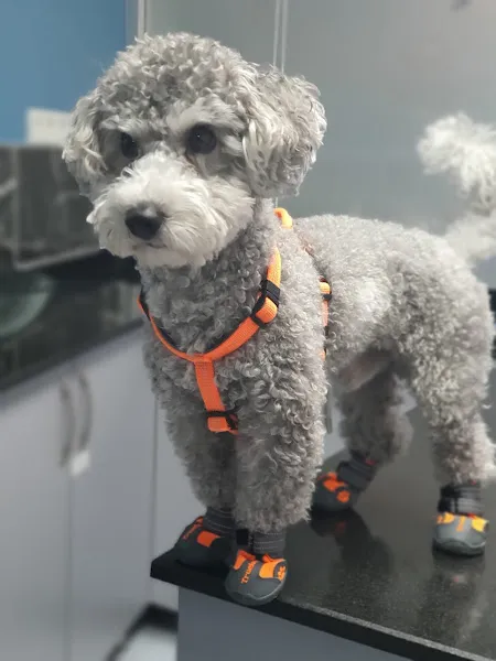 Vet Çizmeli Kedi Çekmeköy Veteriner Kliniği foto 1