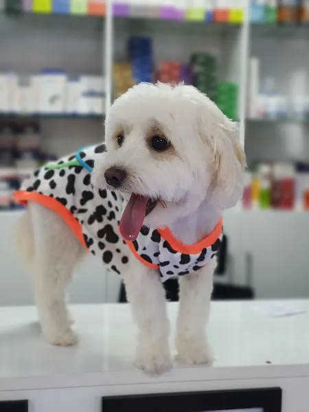 Vet Çizmeli Kedi Çekmeköy Veteriner Kliniği foto 2