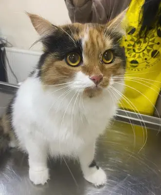SevPati Veteriner Kliniği Mamak