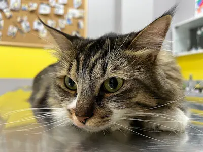 VETCLASS KUŞ VE PET VETERİNER KLİNİĞİ