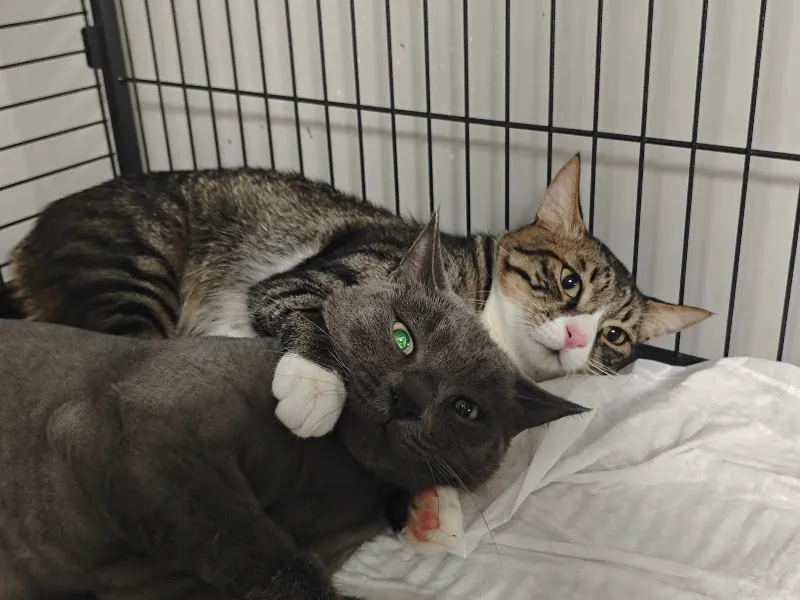 Medivet Veteriner Kliniği - 7/24 ACİL VETERİNER foto 1