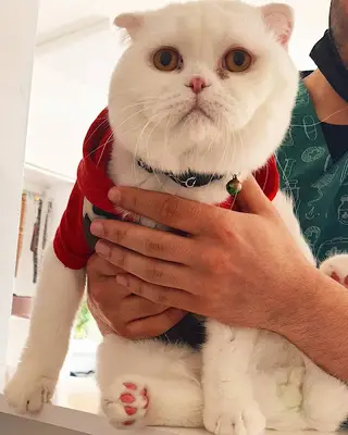 Eylül Veteriner Kliniği - Eylül Veteriner - Mamak Veteriner fotoğrafı