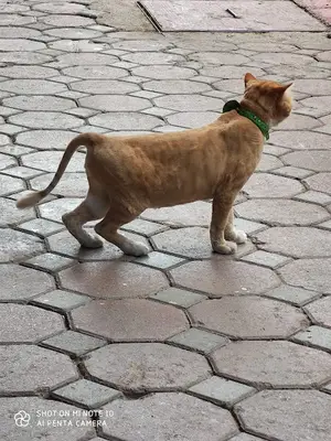 Kartepe Veteriner Kliniği