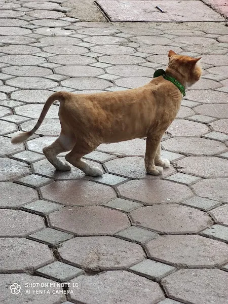 Kartepe Veteriner Kliniği foto 1