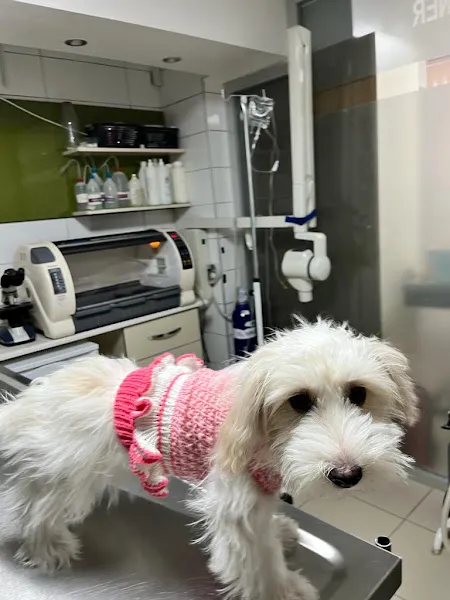 Kartepe Veteriner Kliniği foto 2