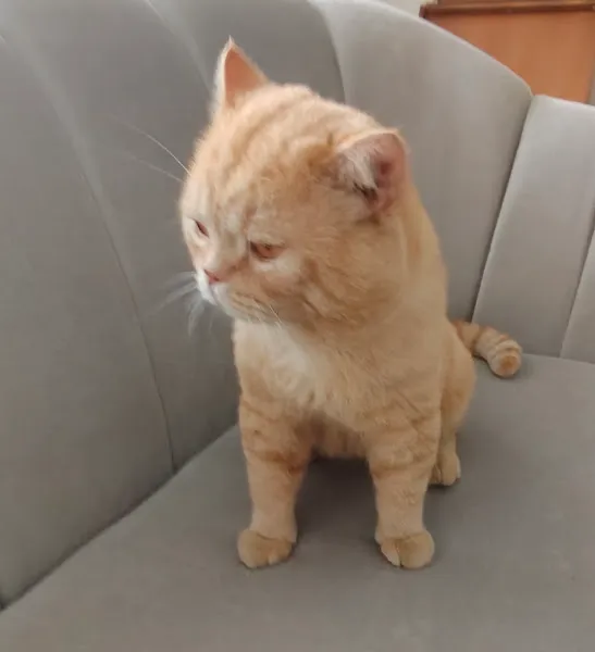 GAZİOSMANPAŞA PATİ AVRUPA VETERİNER POLİKLİNİĞİ ,GAZİOSMANPAŞA VETERİNER, ACİL VETERİNER KEDİ KÖPEK foto 2
