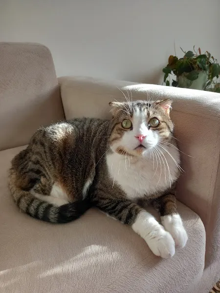 BAYRAMPAŞA NÖBETÇİ 7/24 VETERİNER PET ADDRESS VETERİNER POLİKLİNİĞİ foto 2