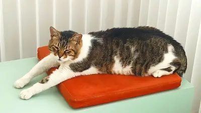 Pati Veteriner Kliniği