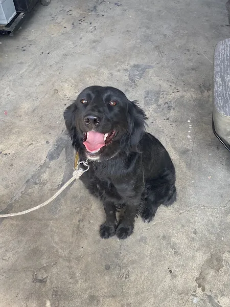 KONYA PET Veteriner Kliniği foto 2