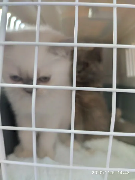 VET CHECK VETERİNER KLİNİĞİ foto 2