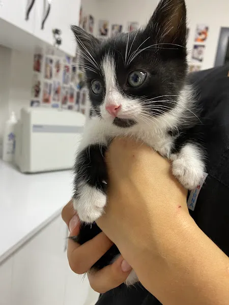 Pethealer Veteriner Kliniği foto 2