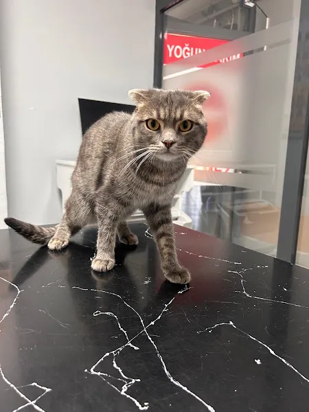 Çekmeköy Vetspark Veteriner Kliniği foto 2