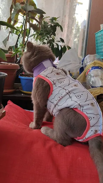 VET ACADEMY Veteriner Kliniği foto 2