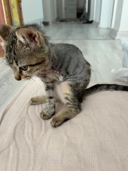 Lilyum Veteriner Kliniği-Silivri Veteriner-Acil Veteriner-Kedi Kısırlaştırma-Köpek Kısırlaştırma-Evde Veterinerlik Hizmeti foto 1