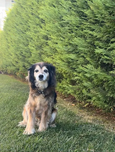 Lilyum Veteriner Kliniği-Silivri Veteriner-Acil Veteriner-Kedi Kısırlaştırma-Köpek Kısırlaştırma-Evde Veterinerlik Hizmeti foto 2