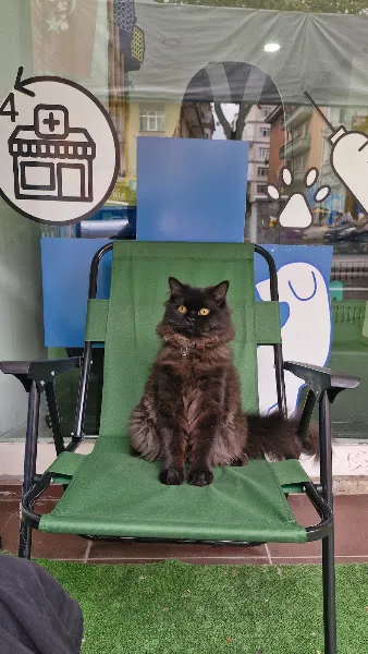 Lavin Mamak Veteriner Kliniği foto 1