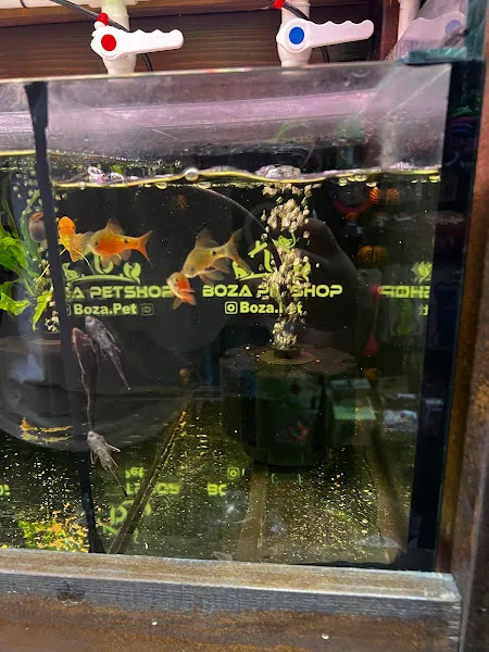 Boza Akvaryum ( Boza Petshop ) foto 2