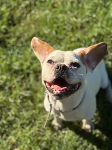 Staffturk Köpek Akademisi foto 2