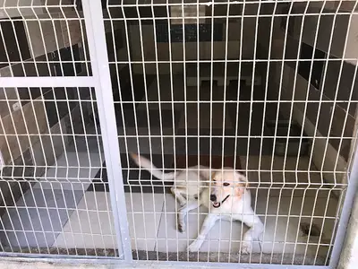 Antalya Köpek Pansiyon / PET OTEL / Köpek Üretim Çiftliği - LARA DOG KENNEL fotoğrafı