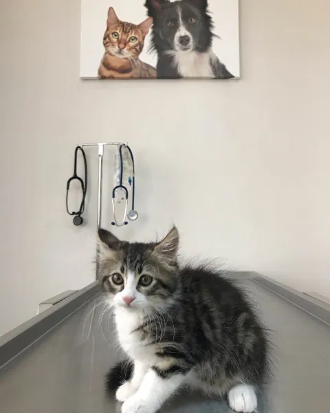 Fabella Veteriner Kliniği foto 2