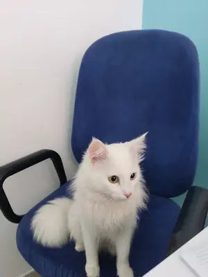 Acıbadem Veteriner Kliniği
