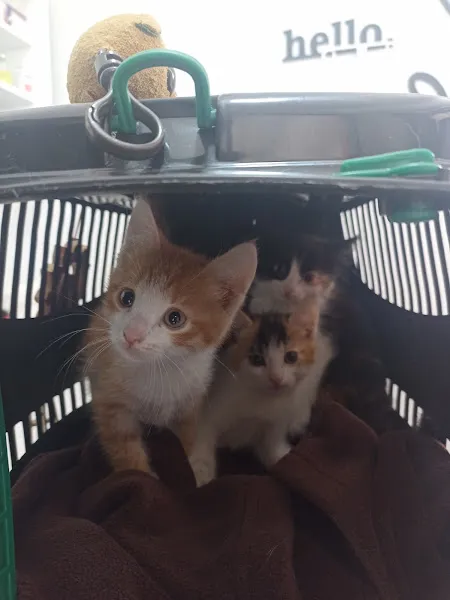 Luna Paws Veteriner Kliniği foto 1