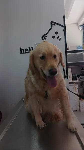 Luna Paws Veteriner Kliniği foto 2