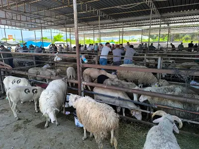 Havran Belediyesi Hayvan Pazarı