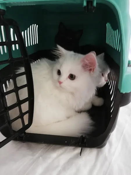 Özgür Veteriner Kliniği foto 2