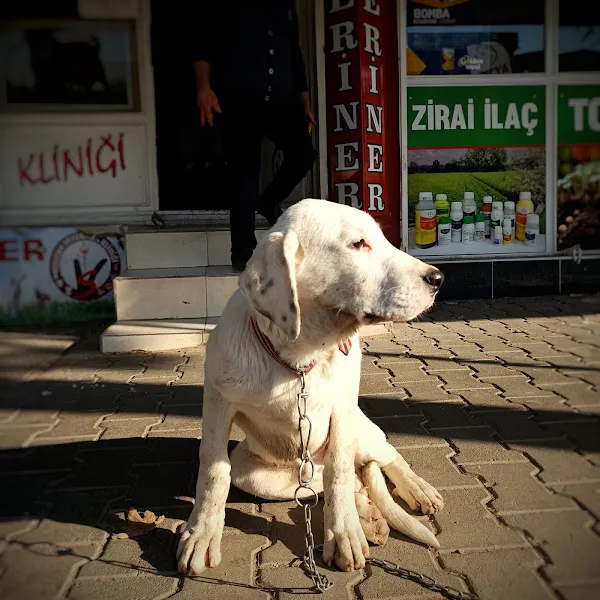 KAHRAMANMARAŞ VETERİNER - Selçuk Veteriner Kliniği foto 2