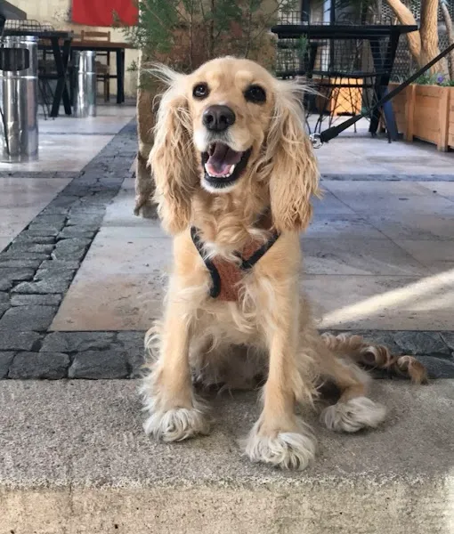 Pativet Veteriner Kliniği (Cetvel Şube) foto 2