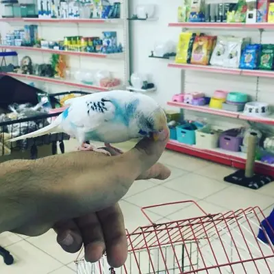 Albay PetShop
