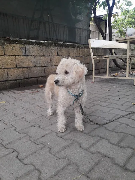 Albay PetShop foto 2