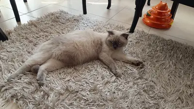 Kedi oteli, kedi pansiyon, kedi konaklama